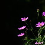 Проектор звёздного неба Sega Homestar images135.jpg